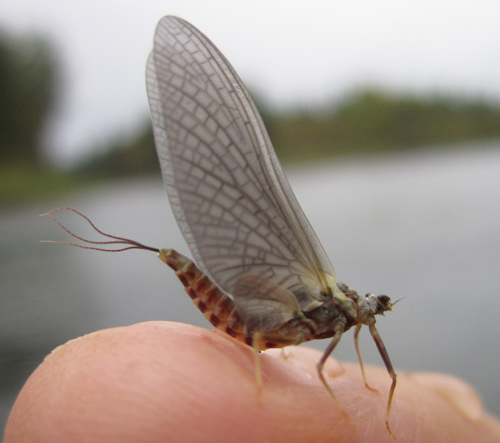 Hecuba Mayfly - Swan River Fly fishing Bigform, Montana