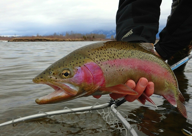 Flathead River Winter Fly Fishing