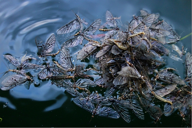 Bigfork Montana Fly Fishing - Brown drake mayfly