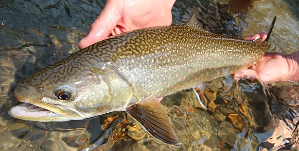 Brook trout bull trout hybrid