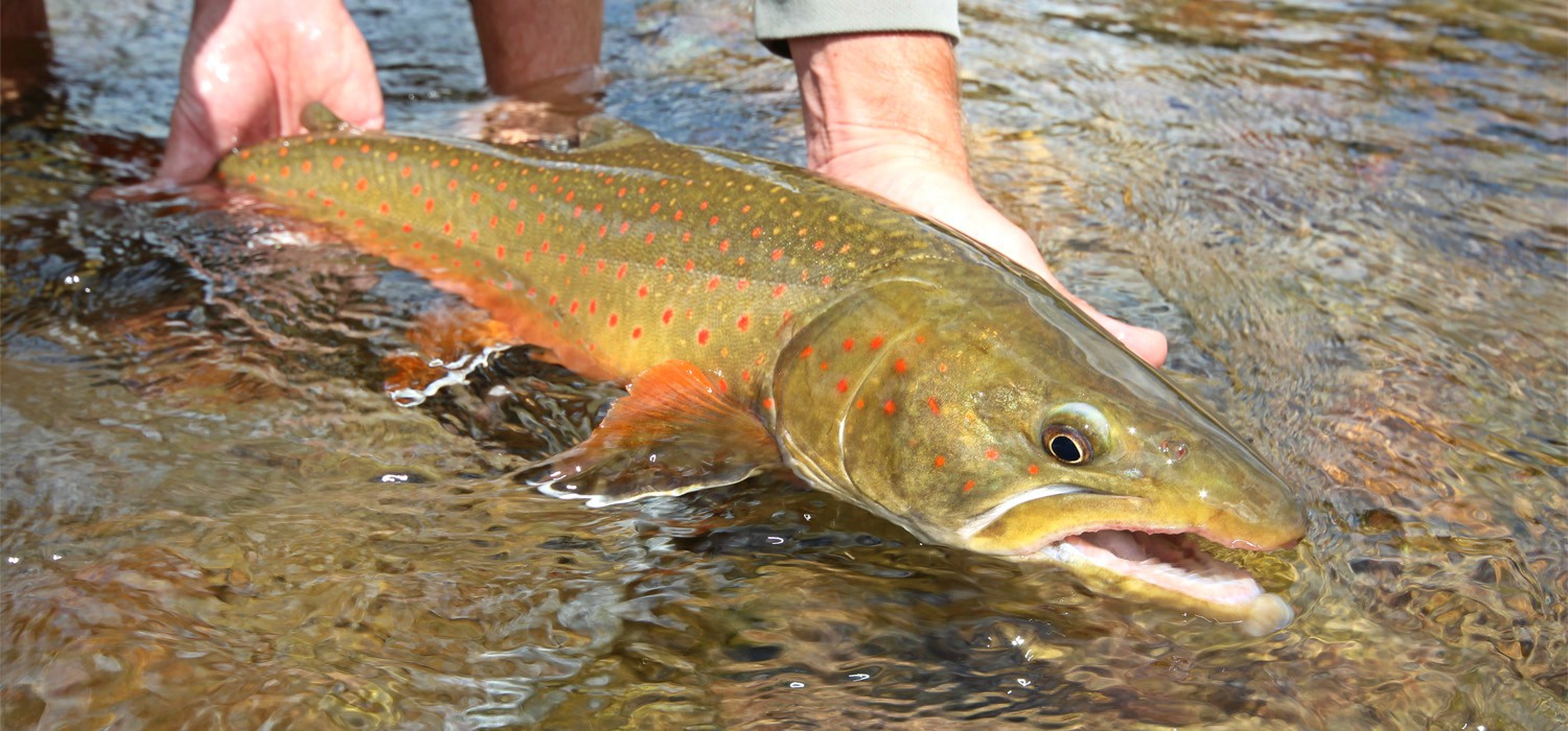 Kalispell Montana Fly Fishing - Bigfork Anglers