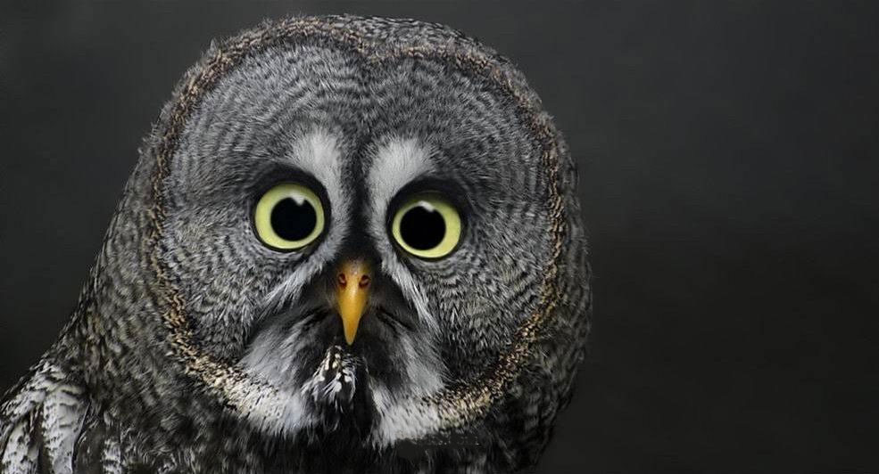 hoot owl