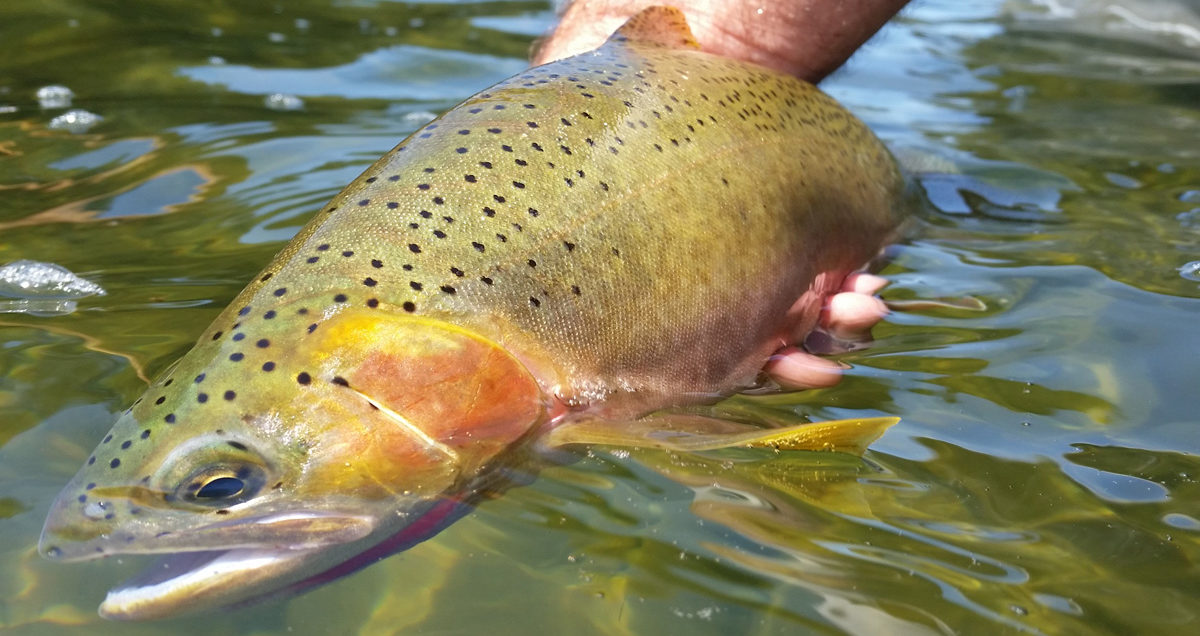 Clark Fork River Fly Fishing