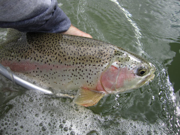 Swan River Montana Fly Fishing